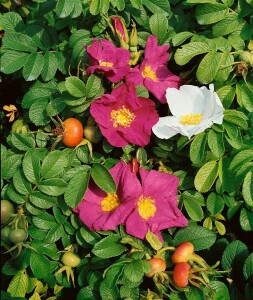 Rosa rugosa 3L 30- 40