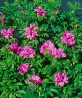 Rosa rugosa 3L 30- 40