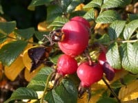 Rosa rugosa 3L 30- 40