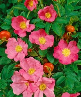 Rosa rugosa 3L 30- 40