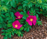 Rosa rugosa rubra 3L 40- 60