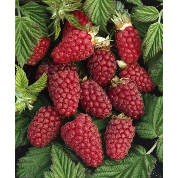 Rubus Tayberry Medana  -R-           CAC 2L Eck 45-