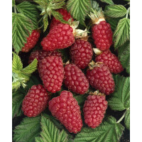 Rubus Tayberry Medana  -R-           CAC 40- 60 cm