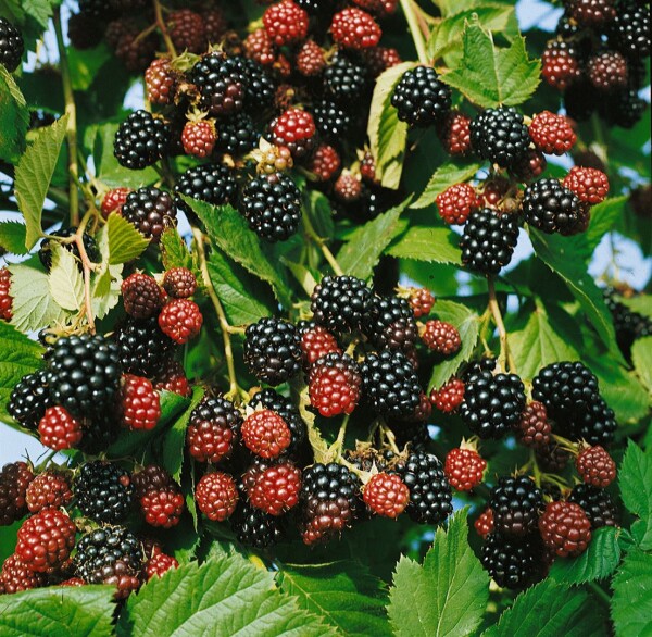 Rubus fruticosus Black Satin               CAC 60- 100 cm