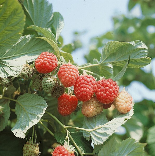 Rubus idaeus Autumn Bliss  -S-           CAC 40- 60 cm