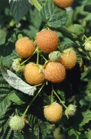 Rubus idaeus Fallgold                    CAC 40- 60 cm