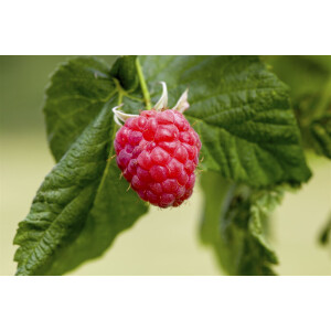 Rubus idaeus Malling Promise             CAC 2L Eck 45-