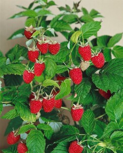 Rubus idaeus Malling Promise             CAC 40- 60 cm