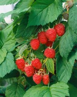 Rubus idaeus Malling Promise             CAC 40- 60 cm