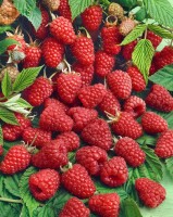 Rubus idaeus Malling Promise             CAC 40- 60 cm