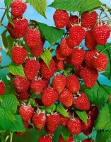 Rubus idaeus Malling Promise             CAC 40- 60 cm