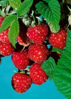 Rubus idaeus Malling Promise             CAC 40- 60 cm