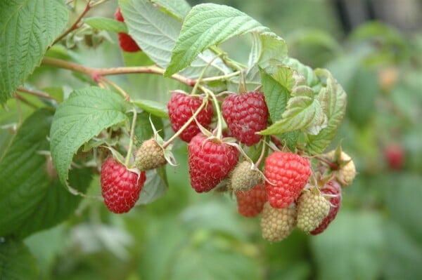 Rubus idaeus Polka  -S- CA 30- 60 cm