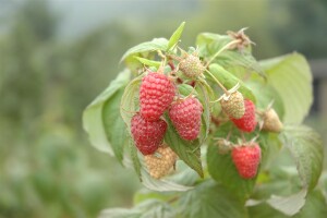 Rubus idaeus Polka  -S- CA 30- 60 cm