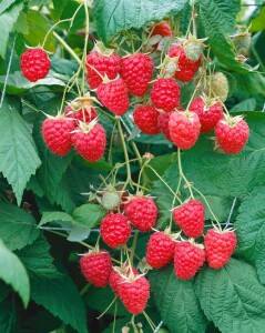 Rubus idaeus Polka  -S- CA 30- 60 cm