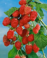 Rubus idaeus Schönemann                  CAC 40- 60 cm