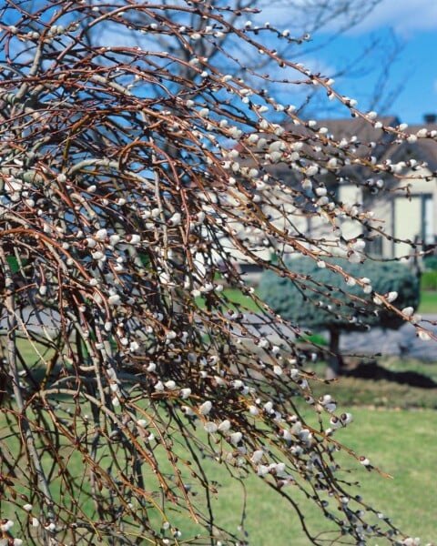 Salix gracilistyla Mount Aso 40- 60 cm