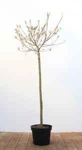 Salix gracilistyla Mount Aso Sta 5L  Krone 1j. 80-