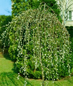 Salix caprea Pendula Sta 2L  Krone 1j. 40-