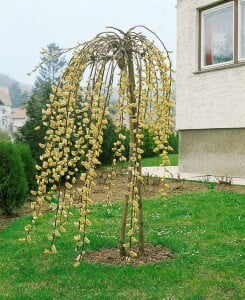 Salix caprea Pendula Sta 2L  Krone 1j. 40-