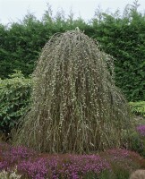 Salix caprea Pendula Sta 2L  Krone 1j. 40-