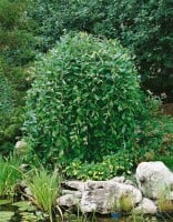 Salix caprea Pendula Sta 2L  Krone 1j. 40-