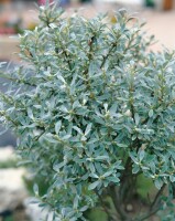 Salix helvetica Sta        Krone einj.    Sth. 40-