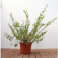 Salix integra Hakuro Nishiki 40- 60 cm