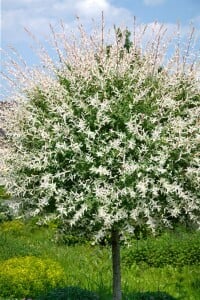 Salix integra Hakuro Nishiki Sta 5L  Krone 1j. 80-