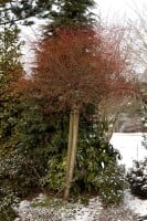 Salix integra Hakuro Nishiki Sta 5L  Krone 1j. 80-