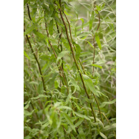 Salix matsudana Tortuosa 3L 40-  60