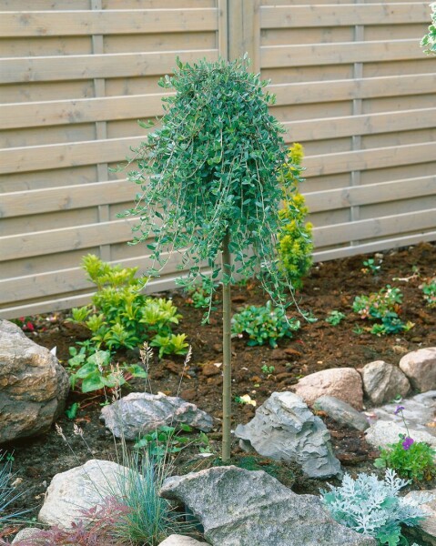 Salix repens Voorthuizen Sta C 3        Krone einj.    Stammhöhe 60 cm + Krone