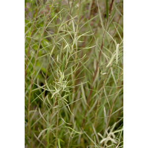Salix rosmarinifolia C 3 40-  60