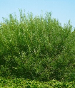 Salix rosmarinifolia C 3 60- 100