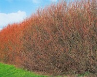 Salix rosmarinifolia C 3 60- 100