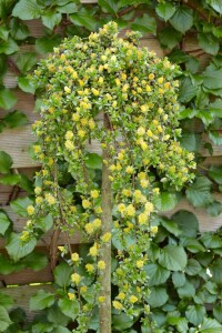 Salix simulatrix Sta C 3        Krone einj.    Stammhöhe 60 cm + Krone