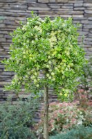 Salix simulatrix Sta C 3        Krone einj.    Stammhöhe 60 cm + Krone