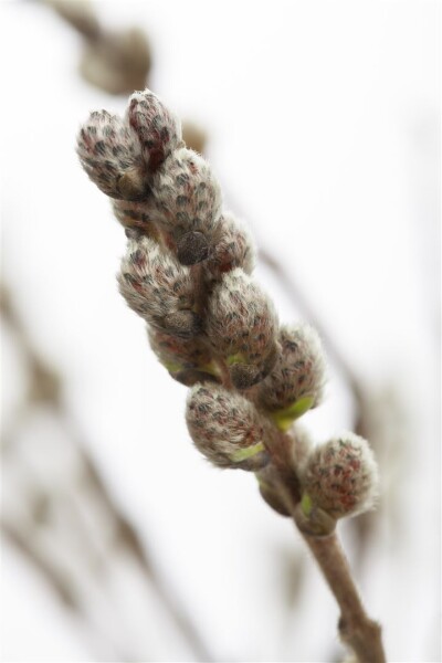 Salix subopposita Sta C 3        Krone einj.    Stammhöhe 60 cm + Krone