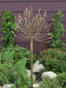 Salix subopposita Sta C 3        Krone einj.    Stammhöhe 60 cm + Krone