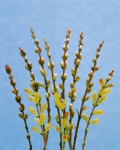 Salix subopposita Sta C 3        Krone einj.    Stammhöhe 60 cm + Krone