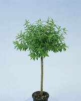 Salix subopposita Sta C 3        Krone einj.    Stammhöhe 60 cm + Krone