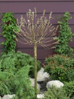 Salix subopposita Sta C 3        Krone einj.    Stammhöhe 60 cm + Krone