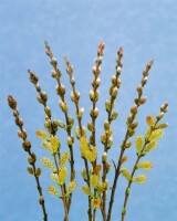 Salix subopposita Sta C 3        Krone einj.    Stammhöhe 60 cm + Krone