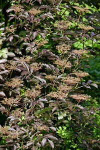 Sambucus nigra C 3 40- 60