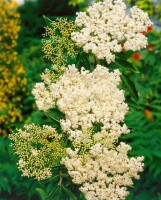 Sambucus nigra C 3 40- 60