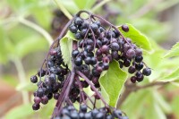 Sambucus nigra C 3 40- 60