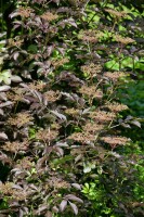 Sambucus nigra C 3 40- 60