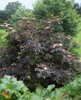 Sambucus nigra C 3 40- 60