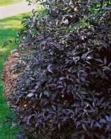 Sambucus nigra C 3 40- 60