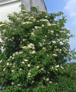 Sambucus nigra C 5 60- 100